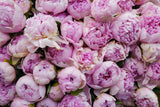 June 21(Sat) 10am Peony Bouquet Workshop