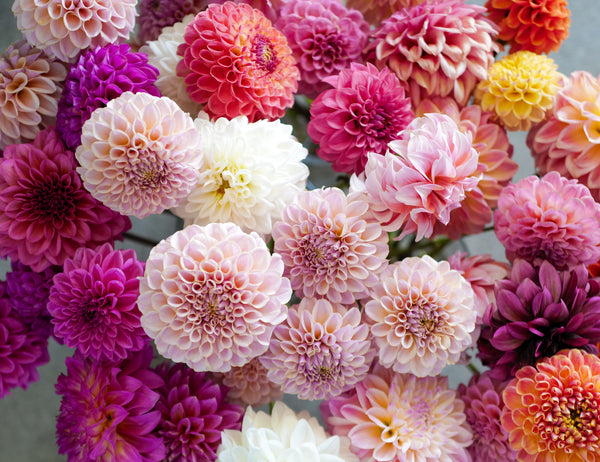 Maui Dahlia 5stems