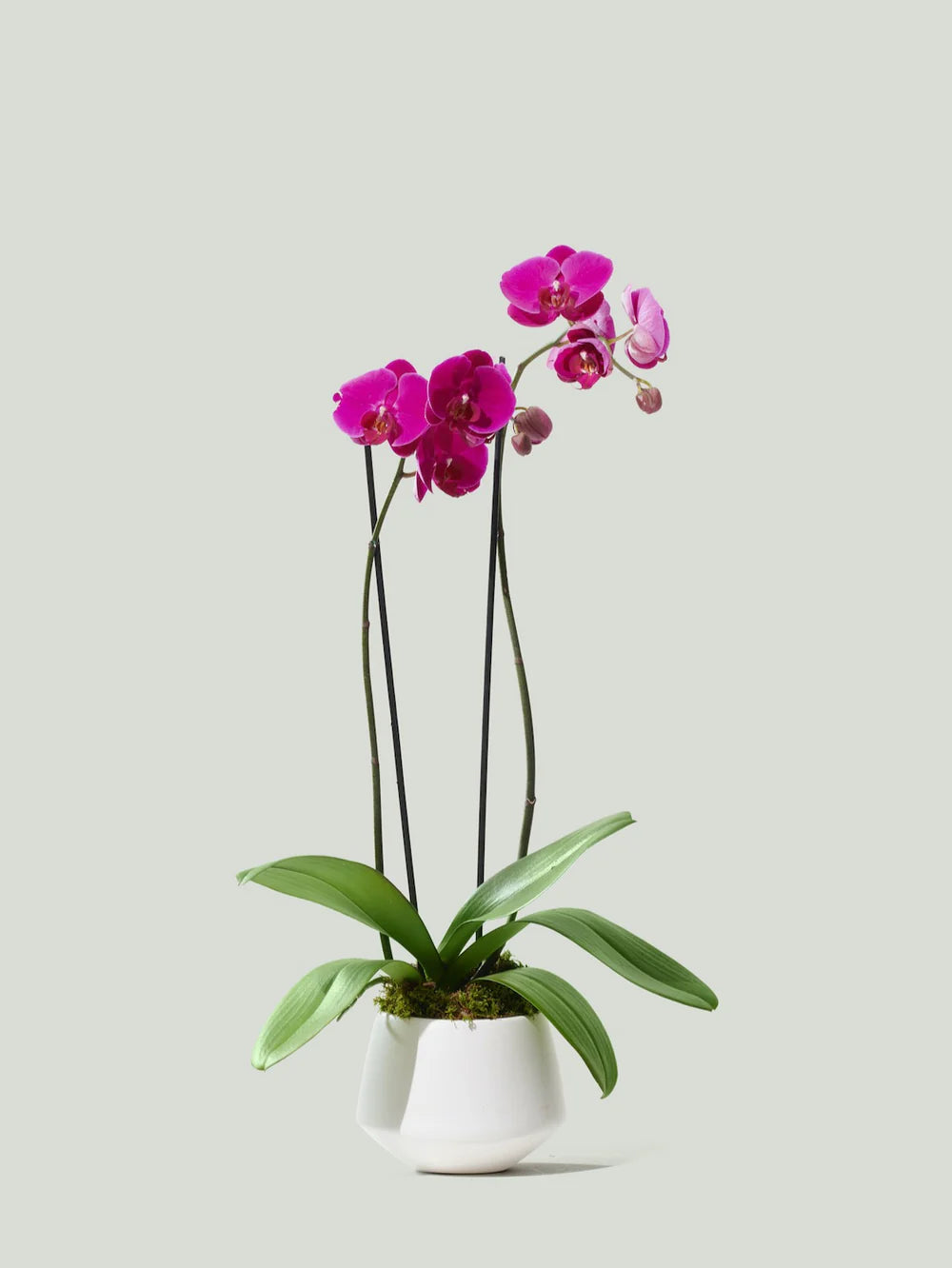 Orchids-